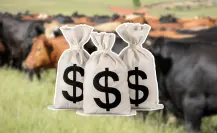 Falta de solicitudes retrasa la entrega de apoyo a ganaderos en Baja California Sur