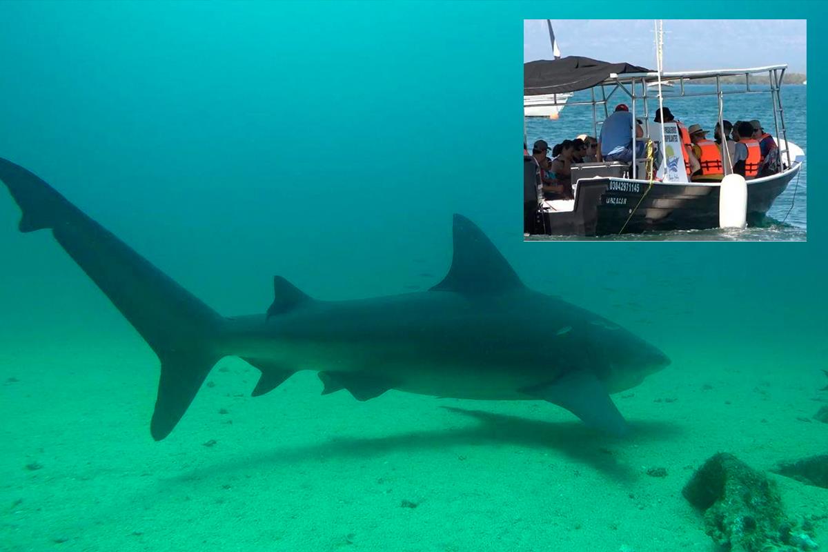 Turistas captan emocionados una mancha de tiburones en Cabo Pulmo. Fotos Ilustrativas: Walter Pisco | Alberto Cota.