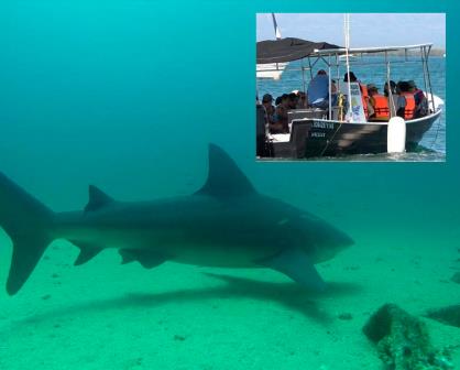 Video: Captan mancha de tiburones en Cabo Pulmo; turistas se emocionan