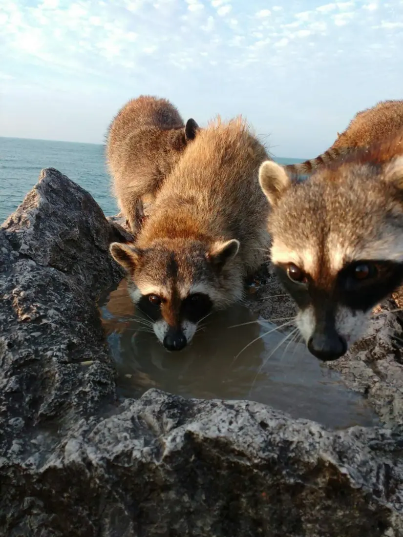 Hoy, estos mapaches no solo son un emblema de Ciudad Madero, sino también un atractivo turístico único en la zona sur de Tamaulipas. Foto: Redes Sociales