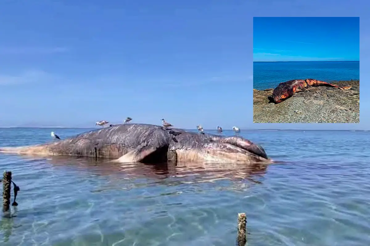 Ballenas encontradas sin vida en los alrededores de Bahía Magdalena. Fotos: El Organismo | Oye La Paz.