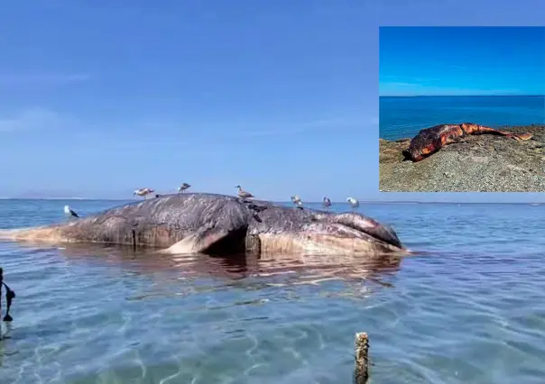 Encuentran 2 ballenas muertas en aguas de Comondú; suman al menos 4 en los últimos días