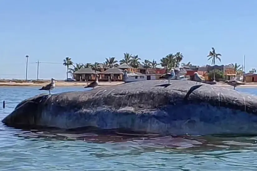 Ballena muerta en Puerto San Carlos. Foto: Facebook de El Organismo.