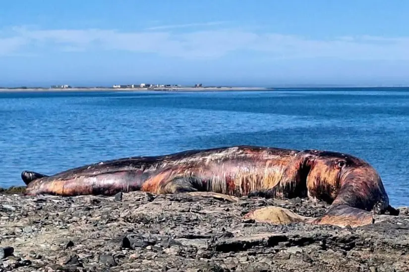 Ballena muerta es la isla Margarita. Foto: Facebook de Oye La Paz.