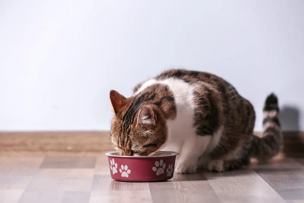 El misterio del comportamiento gatuno se centra en el inexplicable hueco en la comida que dejan los gatos. Foto: Canva