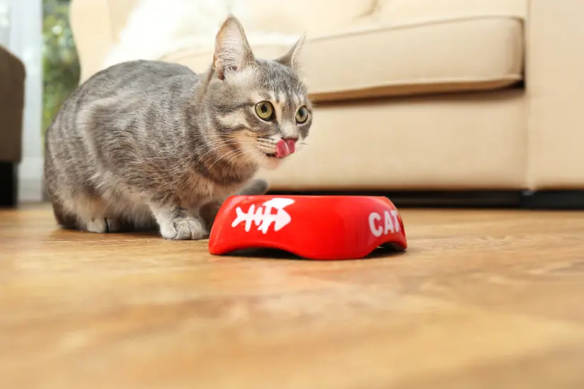 Comportamiento gatuno intrigante revela por qué los gatos dejan un hueco en su comida, sorprendiendo a sus dueños. Foto: Canva