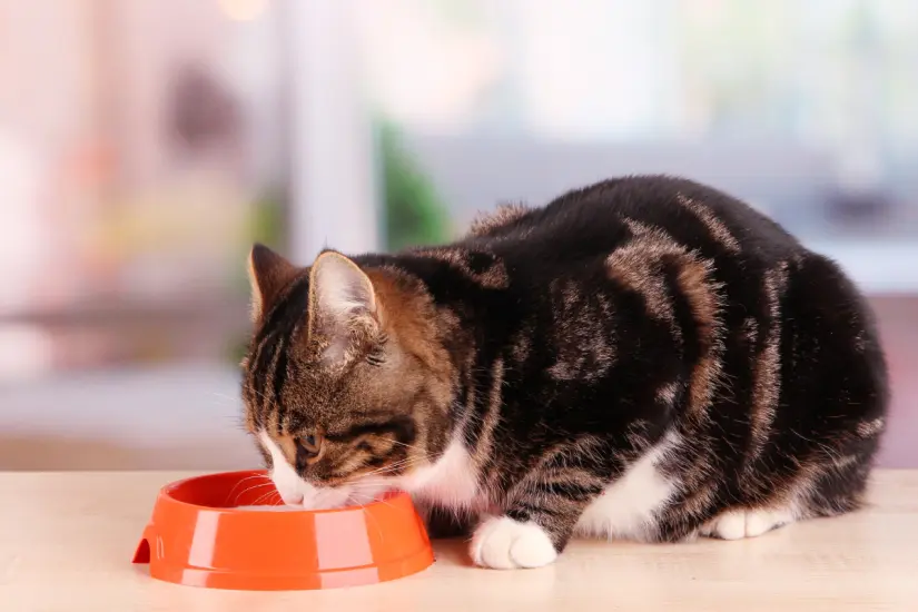 Descubre los motivos detrás del comportamiento gatuno al dejar un hueco en su comida y cómo impacta a sus dueños. Foto: Canva