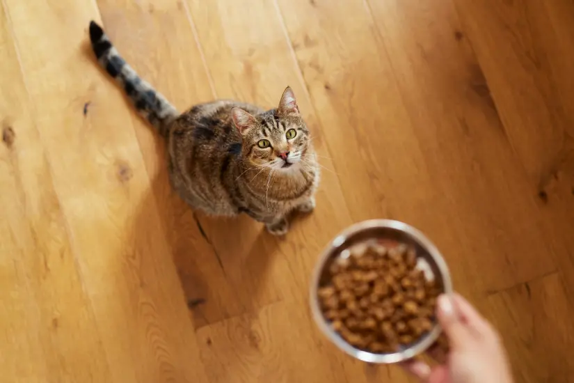 ¿Por qué los gatos dejan un hueco en su plato de comida? Exploramos el comportamiento gatuno y sus curiosidades. Foto: Canva