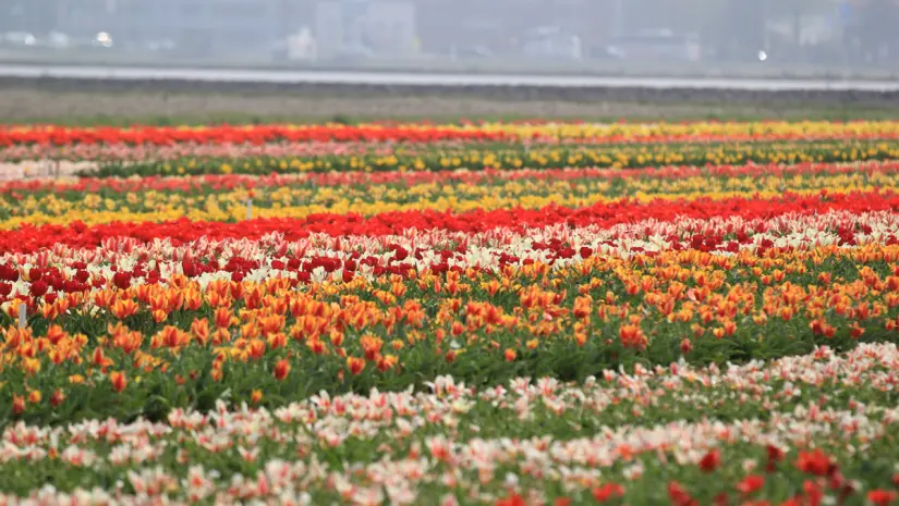 Foto: Canva.