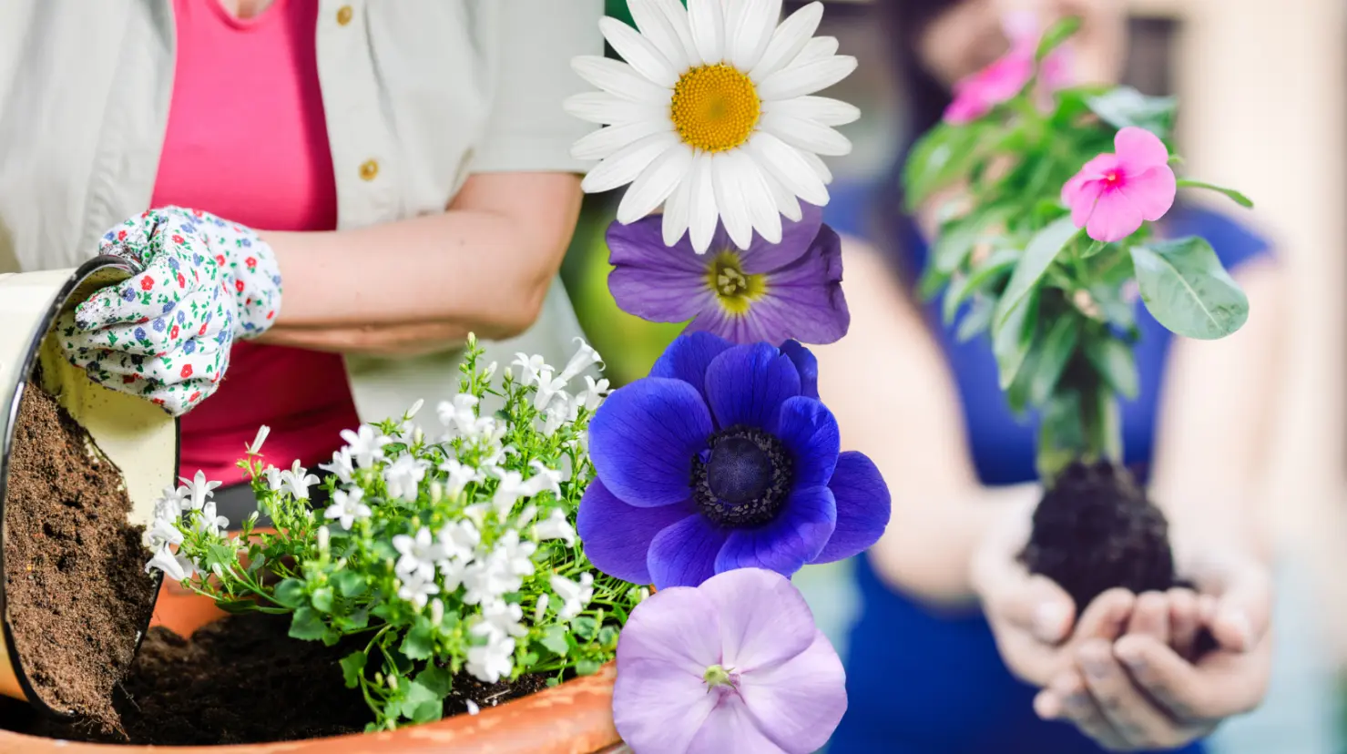 Embellece tu jardín en primavera con 3 flores ideales para plantar en esta temporada. Foto: Canva.
