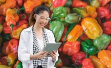 Estas son las nuevas 4 variedades de chile habanero que se desarrollaron en Yucatán