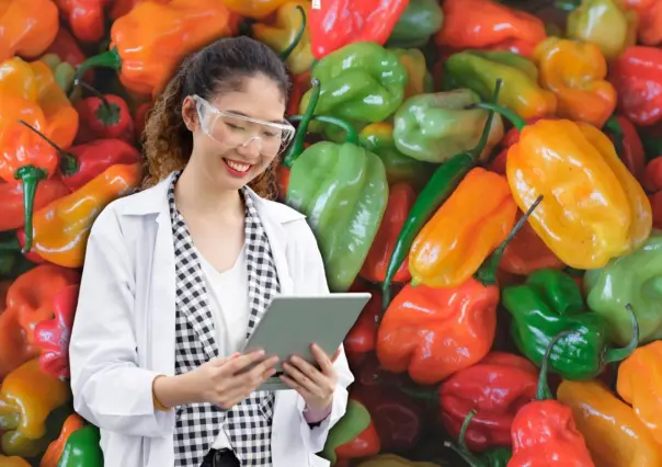Estas son las nuevas 4 variedades de chile habanero que se desarrollaron en Yucatán