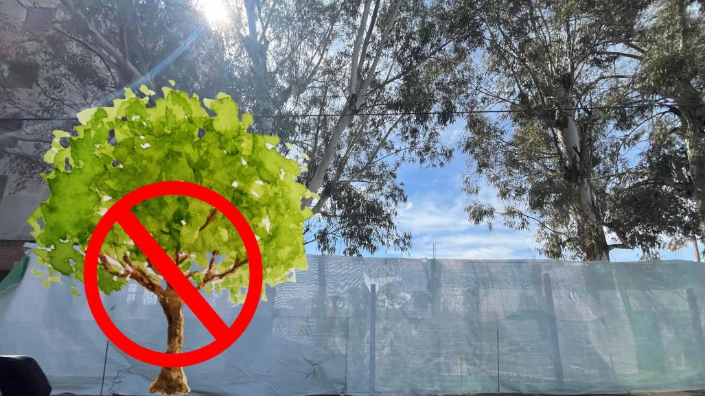¿Derribarán los árboles del fraccionamiento San Gabriel? esto es lo que se sabe