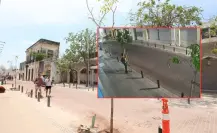 Un sujeto destruye árboles recién plantados en la calle 60 de Mérida