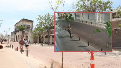 Un sujeto destruye árboles recién plantados en la calle 60 de Mérida