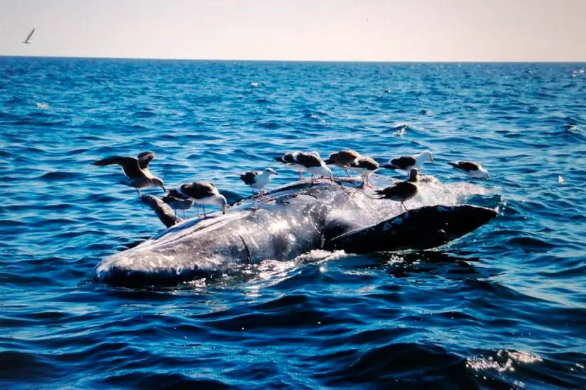 Mueren ballenas, pero tampoco se reproducen. 