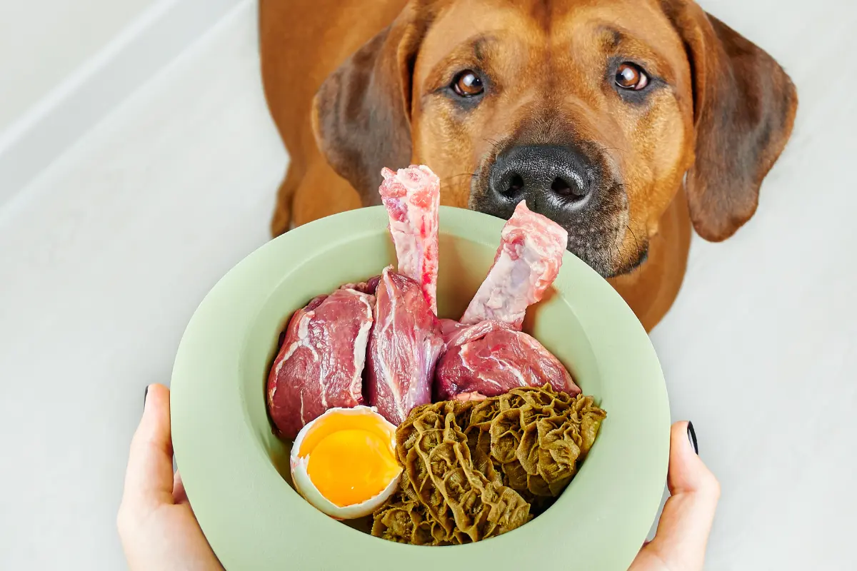 Alimentación balanceada en perros es crucial y la elección entre carne cruda y cocida puede impactar su salud y bienestar. Foto: Canva