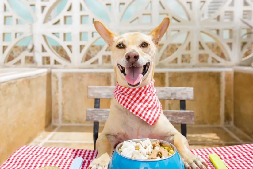 La salud de nuestros perros depende de que elijamos correctamente entre carne cruda y cocida en una alimentación balanceada. Foto: Canva