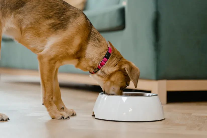 Alimentar a nuestros perros con carne cruda o cocida es importante, ya que una dieta balanceada asegura su bienestar y vitalidad. Foto: Canva