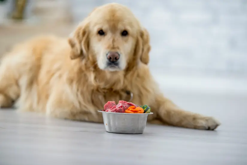 Carne cruda o cocida para perros es un tema vital; una alimentación balanceada mejora la calidad de vida de nuestras mascotas. Foto: Canva