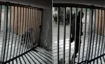 VIDEO | Intentos de robo constantes en la colonia Juárez hace que vecinos pidan más seguridad