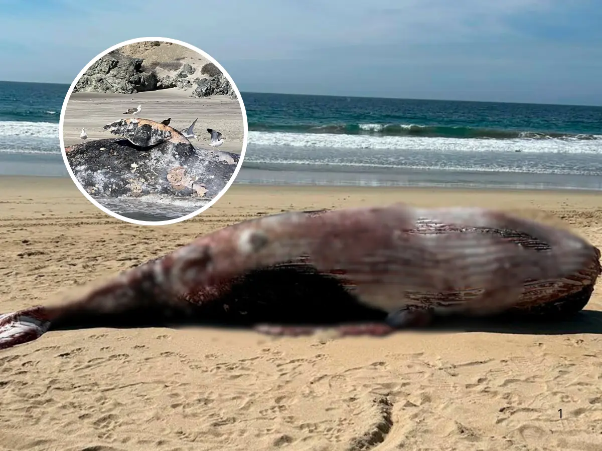 Tristes imágenes de ballenas muertas en mares de Puerto San Carlos. Fotos: Francisco Javier Gómez, titular del Museo de la Ballena.