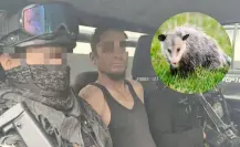 Capturan a hombre que presuntamente mató a tlacuache en Car Wash Elite