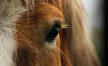 Torreón es aterrorizado por una mujer con cara de caballo, la historia que envuelve a la laguna