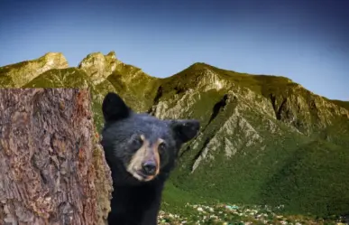 Oso rescatado en Nuevo León se recupera y vuelve a la libertad