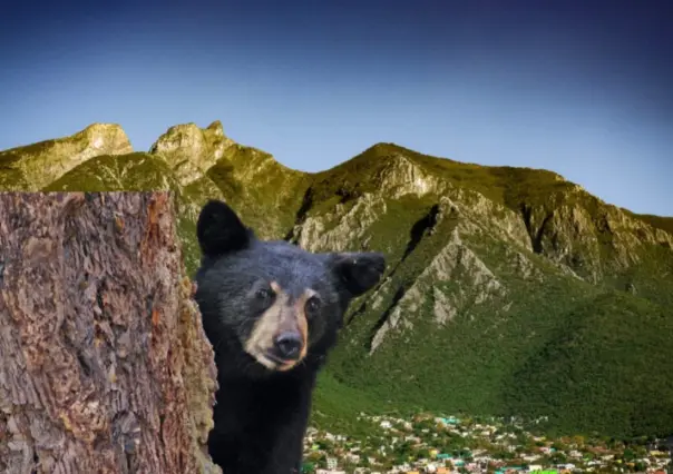 Oso rescatado en Nuevo León se recupera y vuelve a la libertad