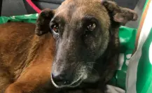 Rescatan a perrita Loba tras sufrir maltrato en Juárez