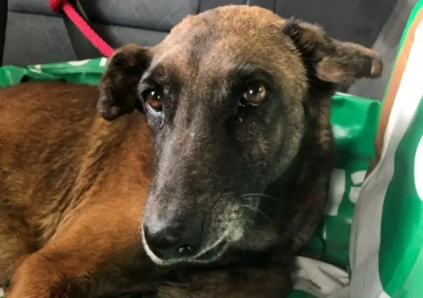 Rescatan a perrita Loba tras sufrir maltrato en Juárez