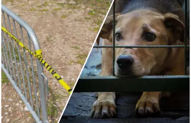Encuentran a indigente sin vida en Ecatepec, perros comían el cuerpo
