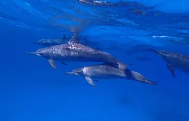 Congreso de Veracruz urge a plan de protección a fauna marina en litoral veracruzano