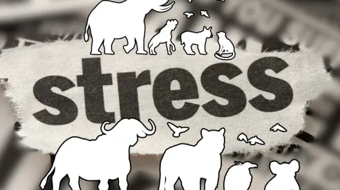 El particular animal que sufre insomnio ante el estrés, según un estudio