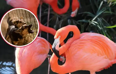 Reportan incremento de ataques de perros callejeros a flamencos en costas de Yucatán