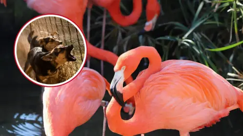 Reportan incremento de ataques de perros callejeros a flamencos en costas de Yucatán
