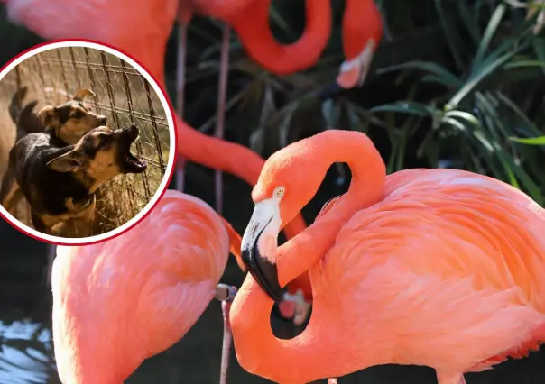 Reportan incremento de ataques de perros callejeros a flamencos en costas de Yucatán