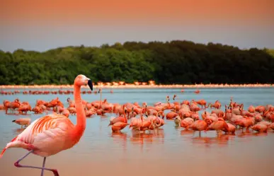 Anidación de flamencos en Yucatán: ¿Dónde y cómo ocurre este fenómeno natural?