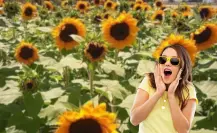 Descubre este campo de girasoles a 50 minutos de La Paz