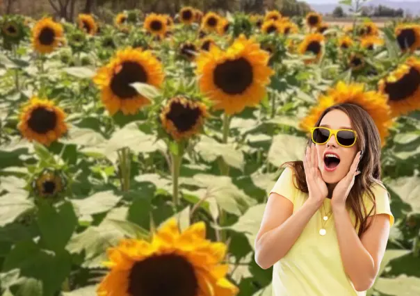 Descubre este campo de girasoles a 50 minutos de La Paz