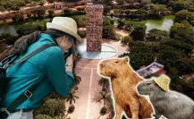 ¿Capibaras en Mérida? Este el único lugar de la ciudad donde puedes verlos