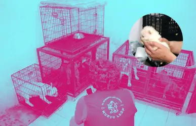 Clausuran criadero clandestino de perritos en San Nicolás tras denuncias