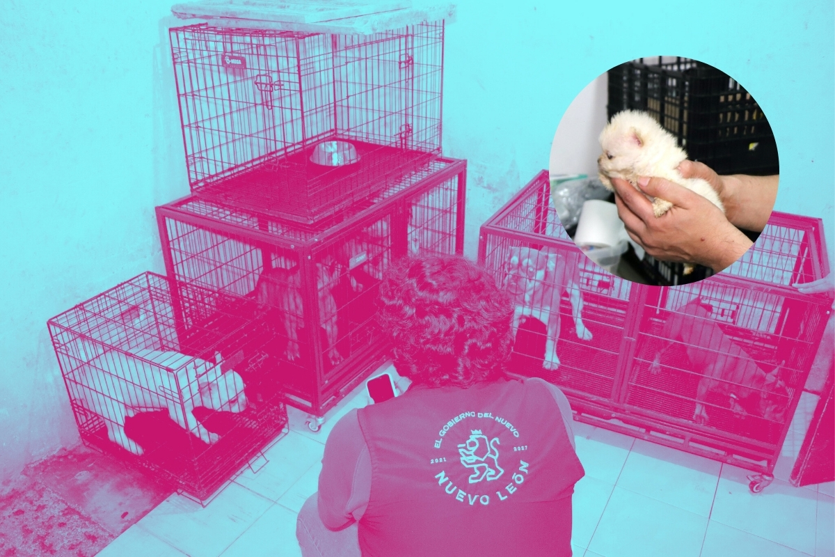 Clausuran criadero clandestino de perritos en San Nicolás tras denuncias