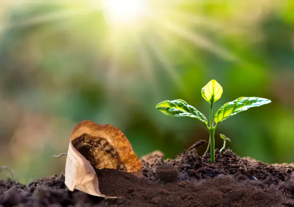 ¿Por qué el café es el mejor fertilizante para el jardín, según expertos?