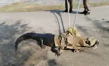 Capturan a enormes cocodrilos en el recinto ferial de Tampico