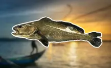 Totoaba: El pez que cuesta más de $8,000 dólares el kilo y transformó el noroeste de México