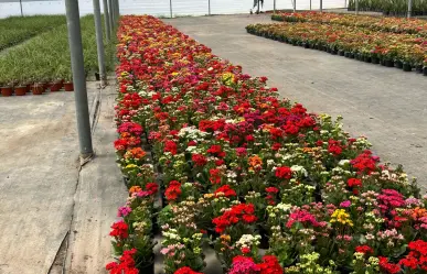 Conoce el vivero de donde provienen las plantas de The Home Depot que está a 1 hora de Monterrey