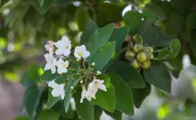 Esta es la flor nativa que representa a Nuevo León