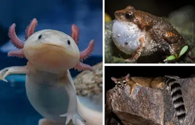 ¿Sabes cuál es la fauna de la capital? Aquí te decimos algunas especies endémicas de CDMX